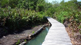 Senderos por la selvas